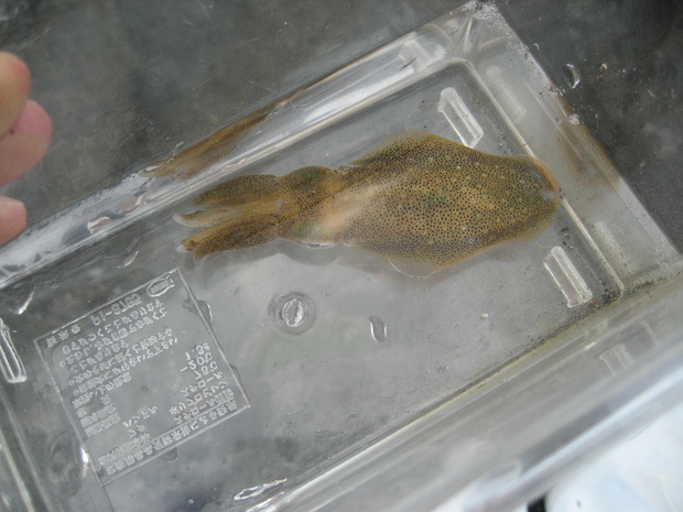 bio-iso3.JPGのサムネール画像