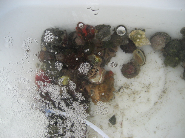 bio-iso5.JPGのサムネール画像