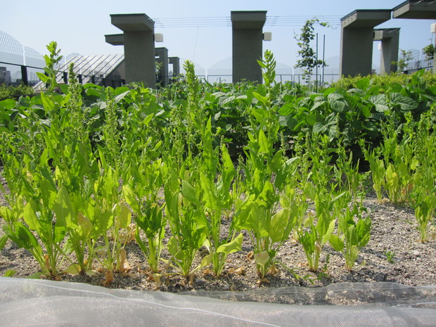 の①IMG_0595.jpgのサムネール画像