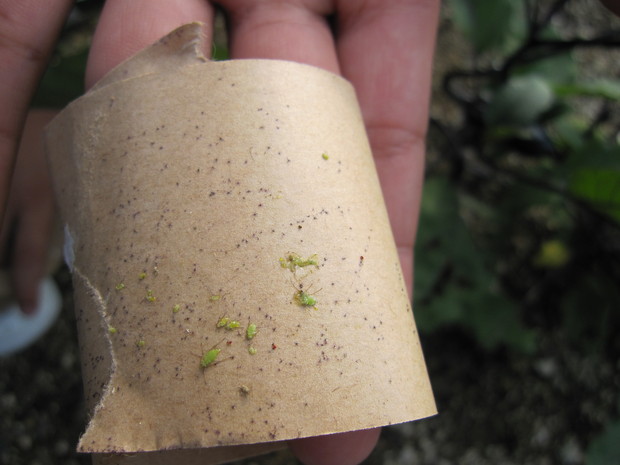 IMG_0604.jpgのサムネール画像