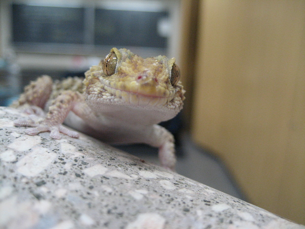 gekko2.JPG