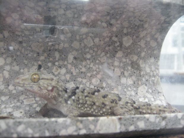 gekko5.JPG