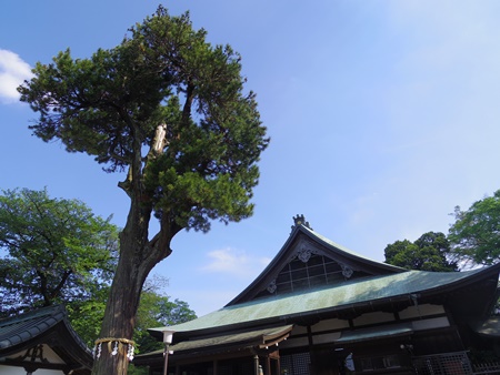 寺と木.JPG