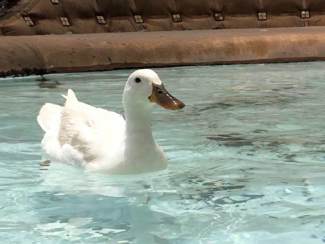 アヒル.jpg