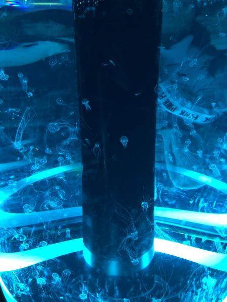 水族館クラゲ１.JPG