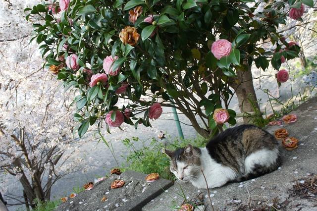 ６位５０票　礒山魁一　猫とバラと桜と.JPG