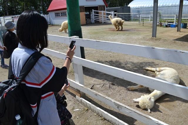 アルパカ撮影.JPG