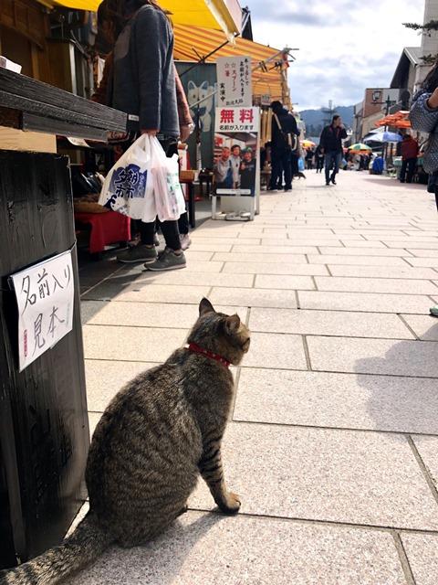 川島１朝市と猫.jpeg
