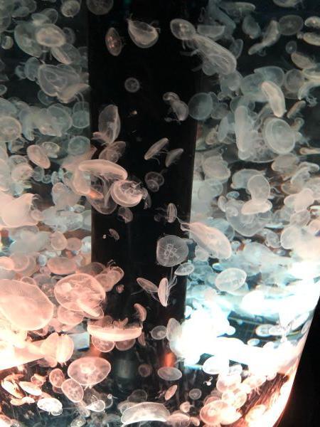 水族館クラゲ２.JPG