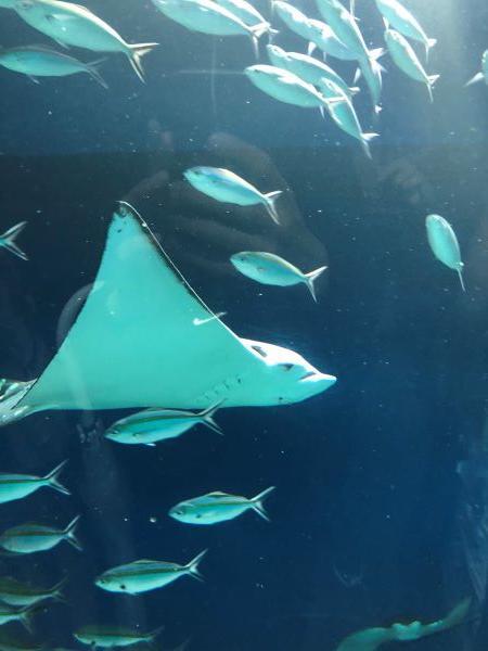 水族館エイ.JPG