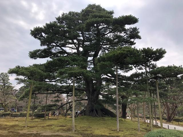 岡本12兼六園池と木.jpeg