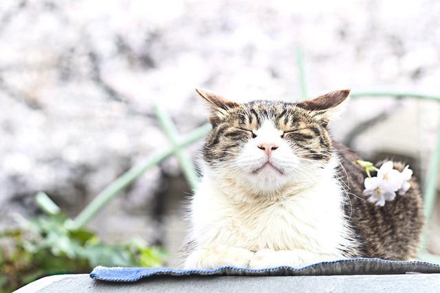 高3 山口一馬 「春の予感」 123票.jpg