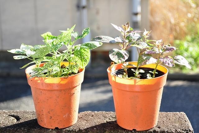 中村 鉢植え.jpg