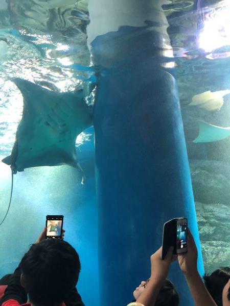 水族館エイ２.JPG