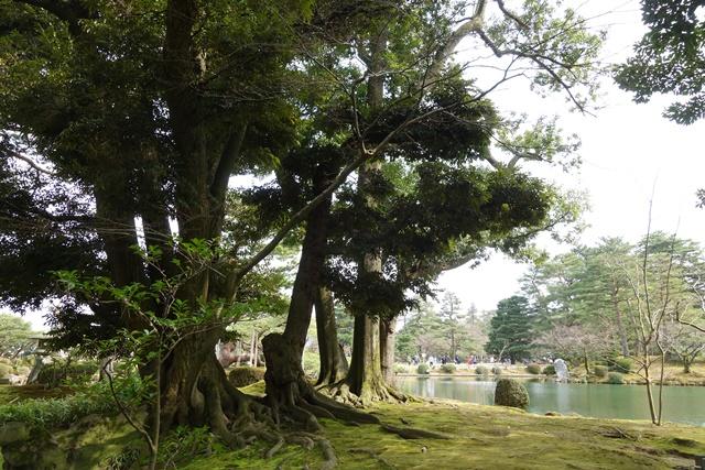 山田２兼六園と木.JPG