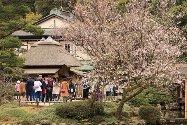 安原８兼六園客と桜.JPG