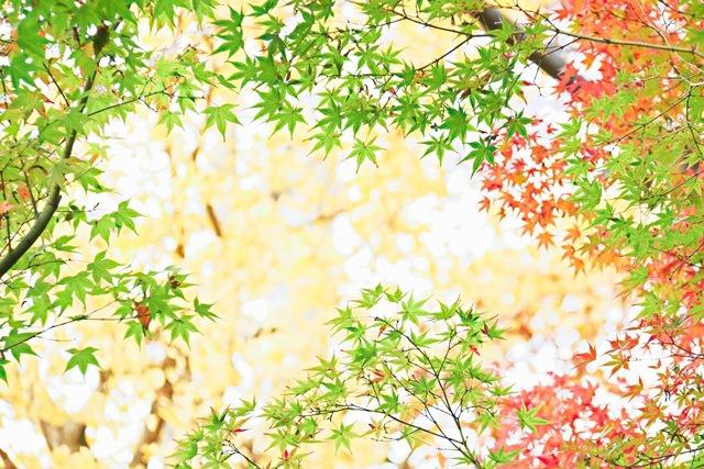 高3 山口一馬 「秋色」 51票.jpg